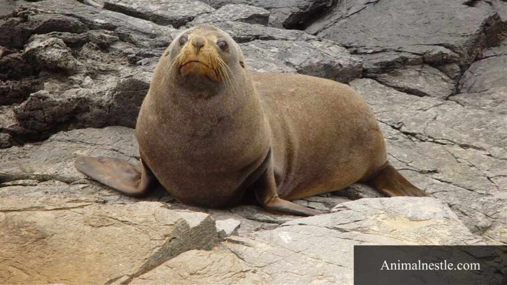 animals with letter f