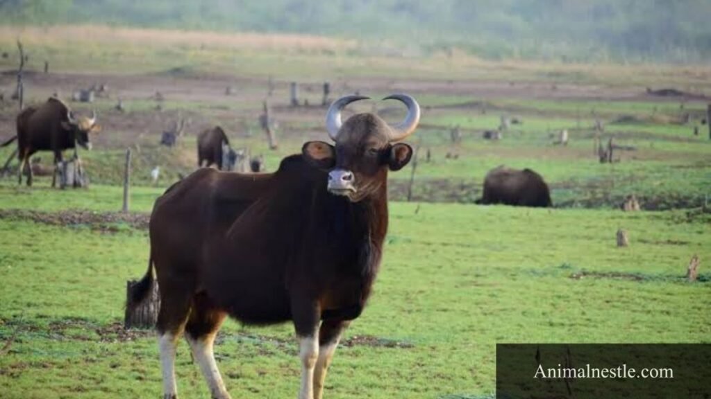 animal that starts with g