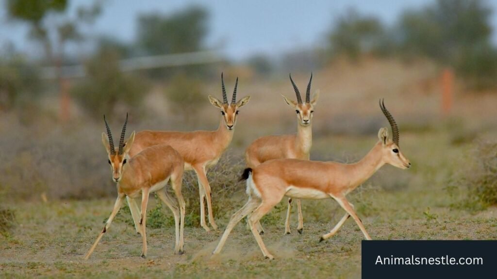 animal name starting with g