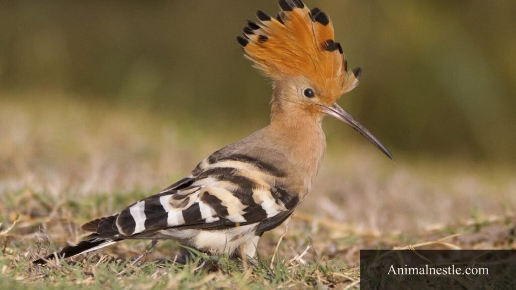 animals with h