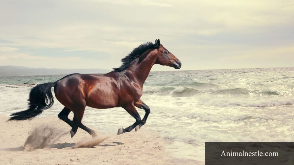 animal that start with h