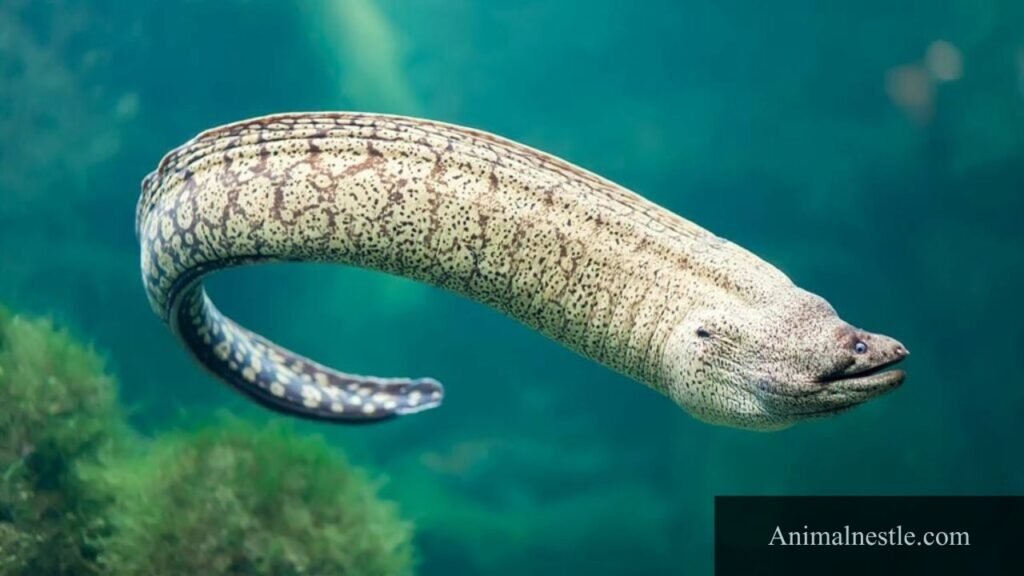 animals that begin with m