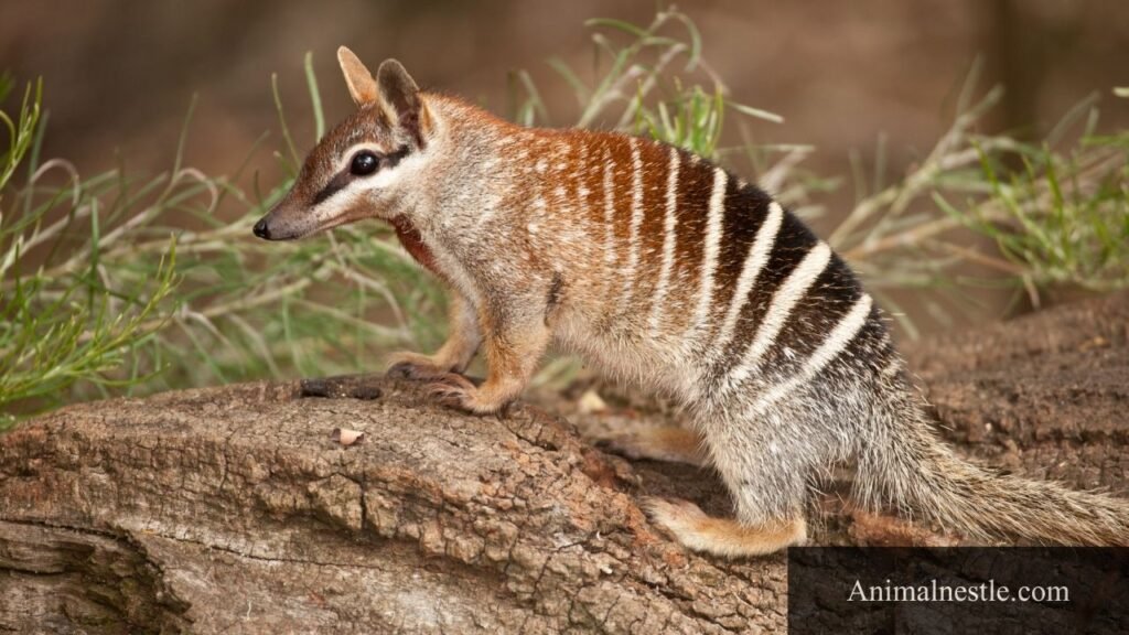 animal name start with n