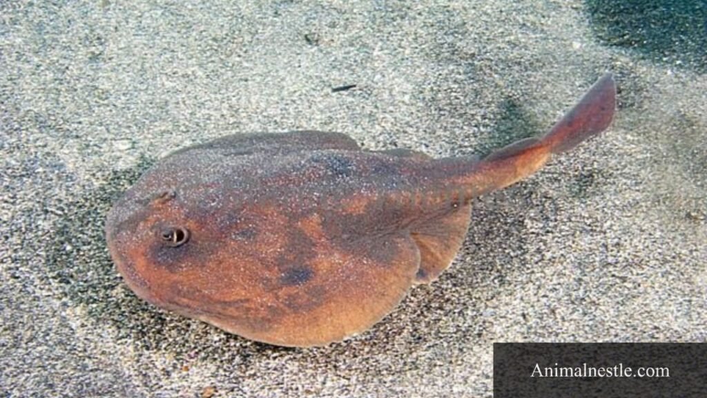 animals that start with the letter n