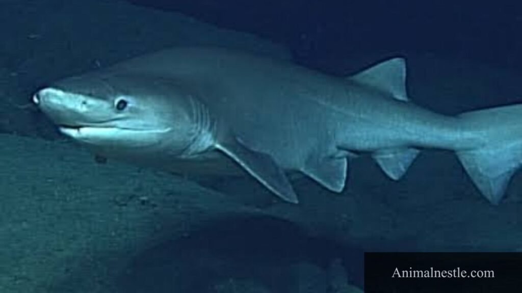 animal starting with p