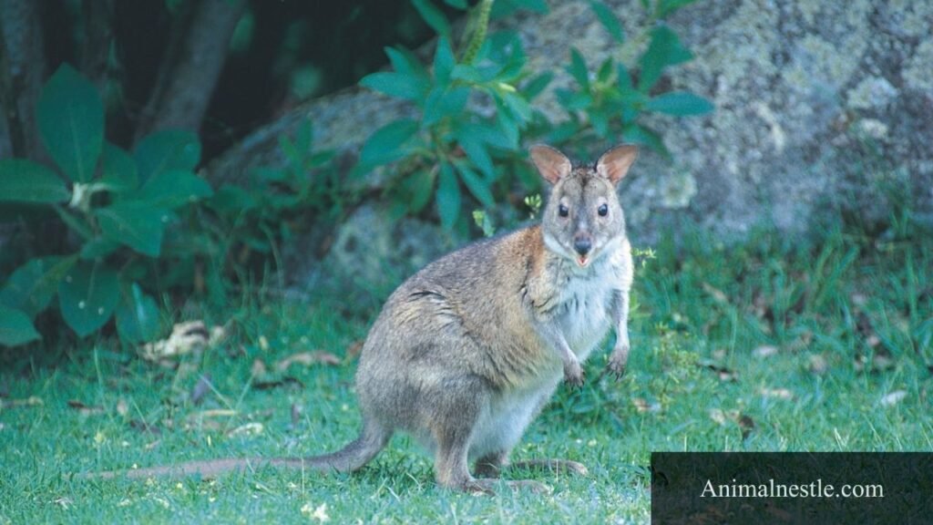 animals that start with the letter p