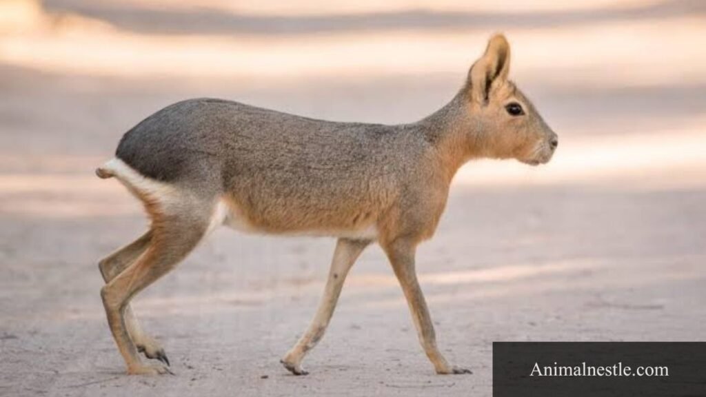 animal that starts with p