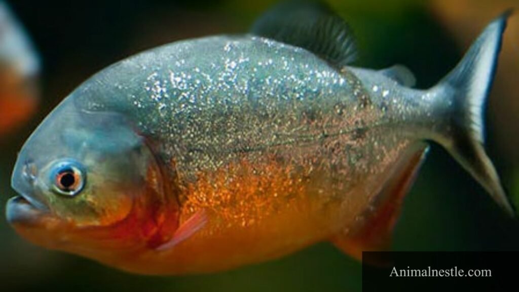 animals that begin with p