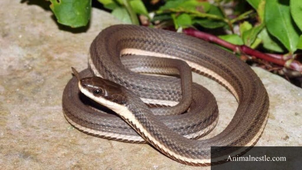 animal name with q