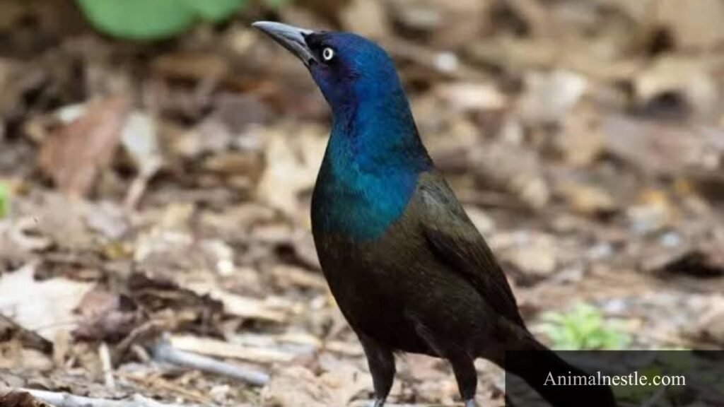animal that starts with q