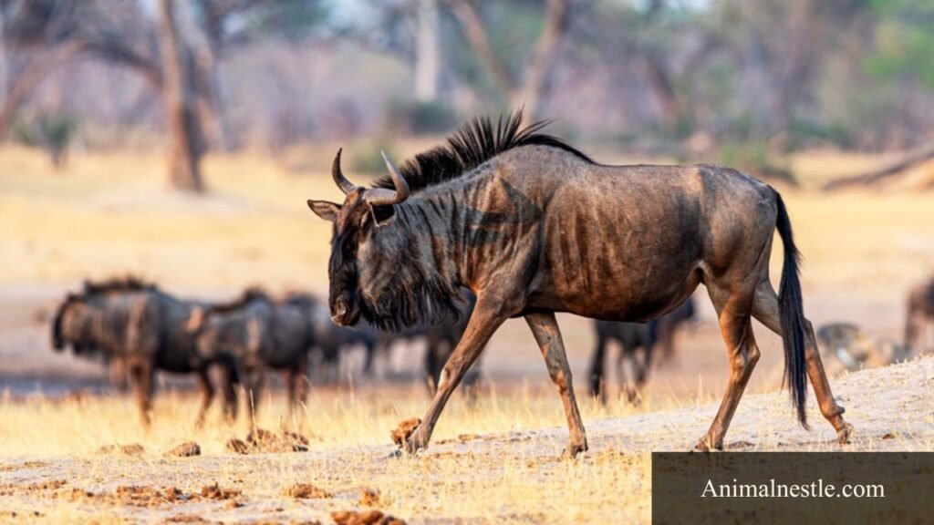 mane animal