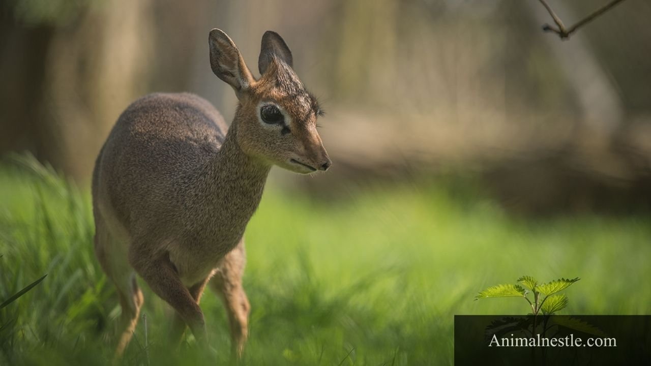 animals that start with D