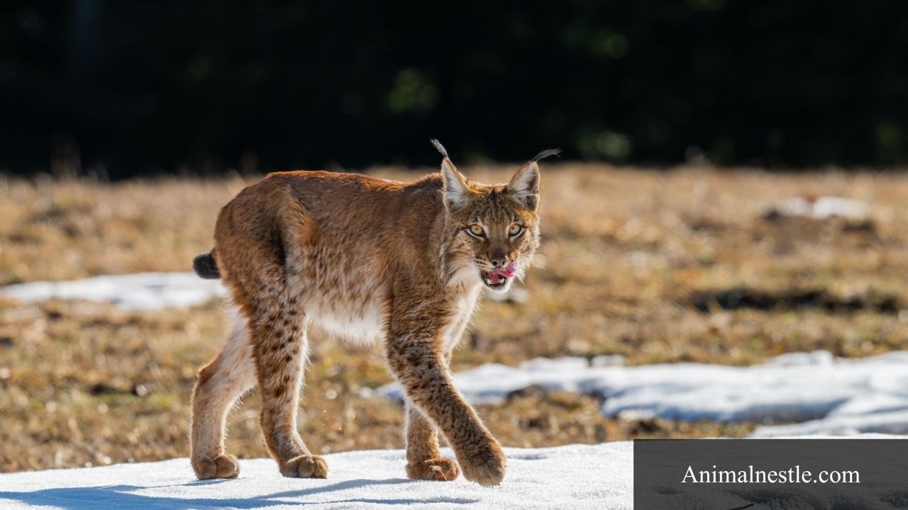 animals that start with E