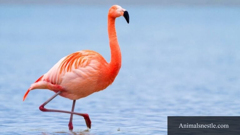 animals that start with F
