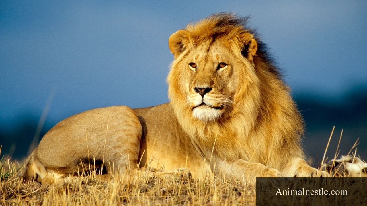 Animals That Have Manes