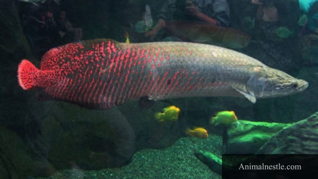 animal that start with a