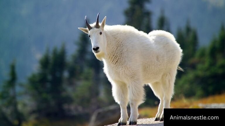 Animals That Start With M