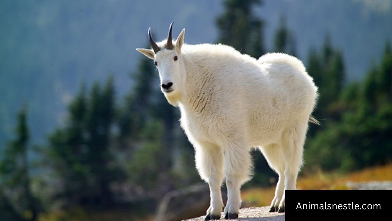 Animals That Start With M